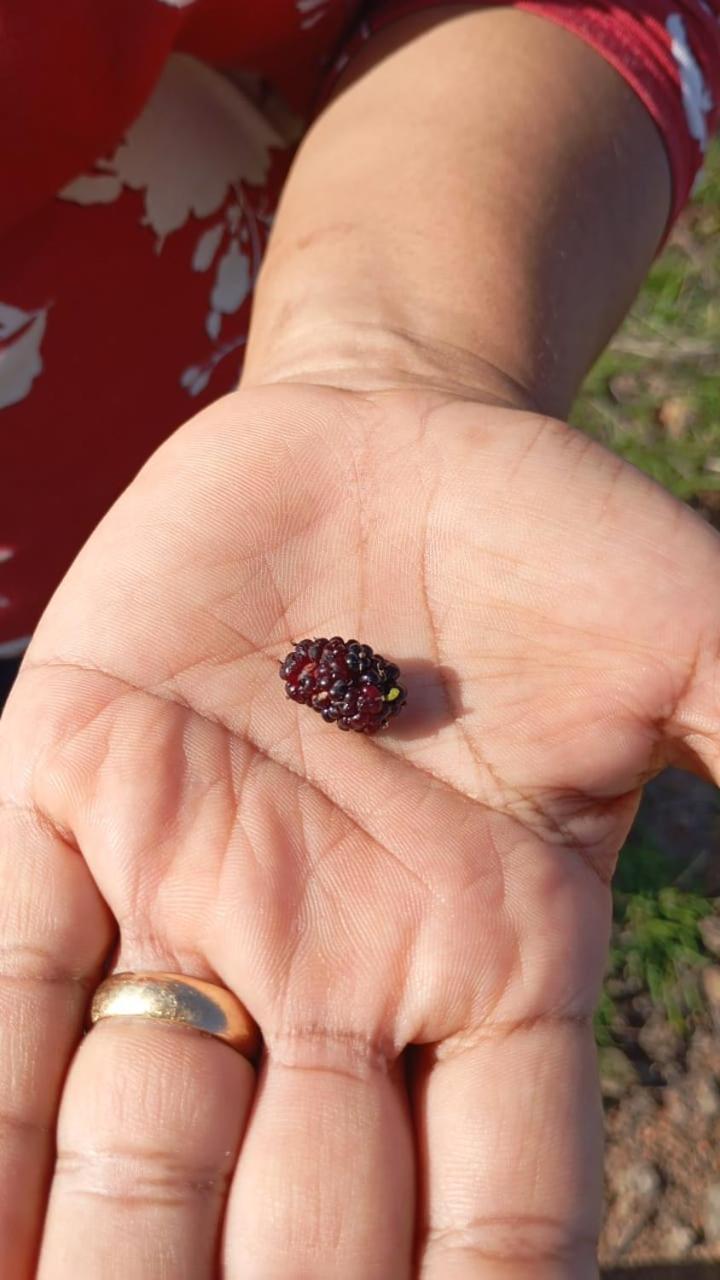 Fazenda Terra Bonita *
